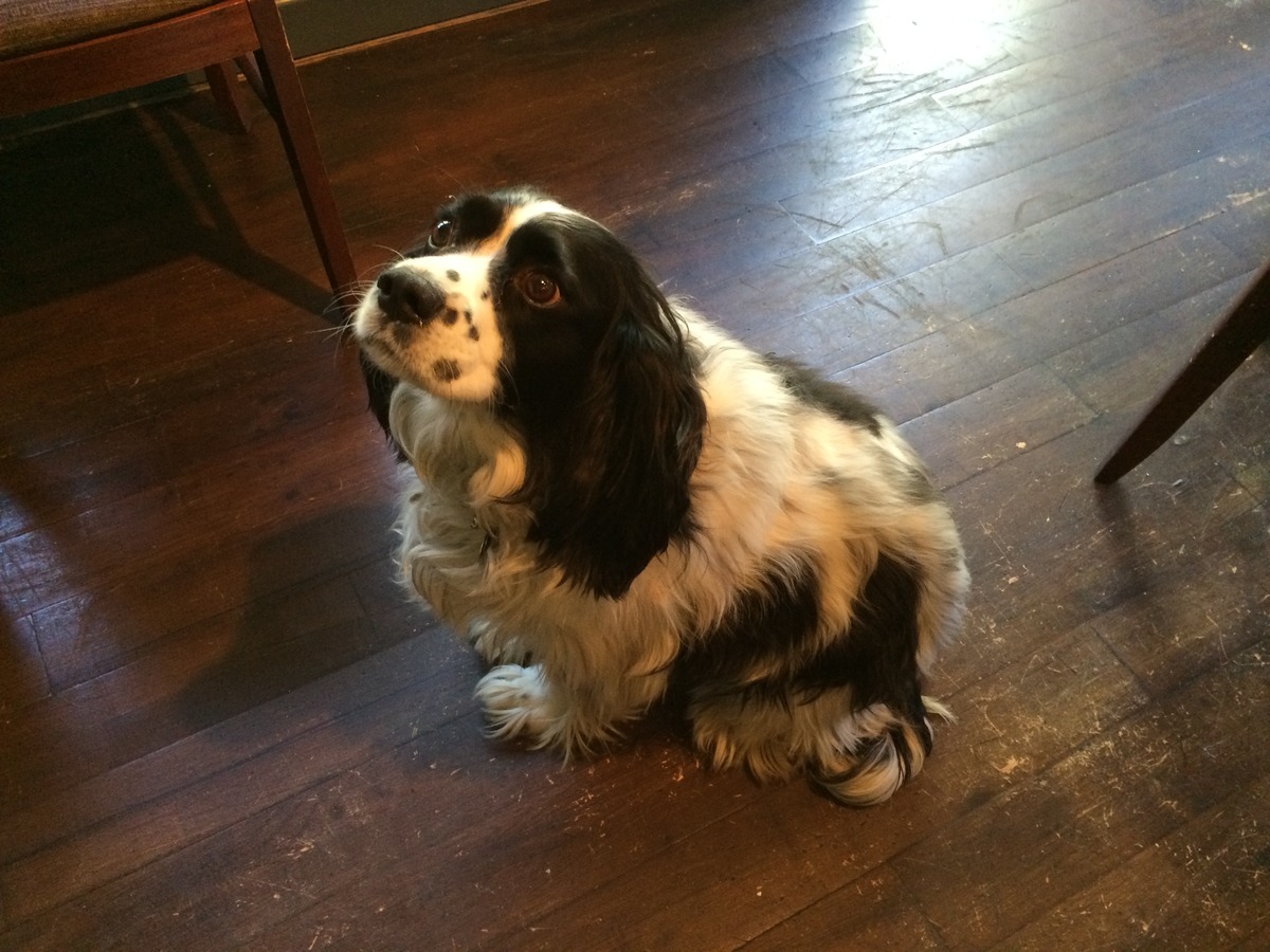 BUDDY IS A WORKING MEDICAL DETECTION DOG